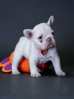 Female Platinum – Born on June 09, 2026, a female French Bulldog for sale in Cumming, GA – 3 of 6