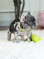 Striking Blue Merle Boy Ready to Steal Your Heart! 💙, a male French Bulldog for sale in Cumming, GA – 2 of 8