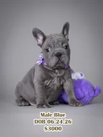 Handsome Male Blue Frenchie! Available for $3,000. DOB: 06/24/2026., a male French Bulldog for sale in Cumming, GA – 1 of 9
