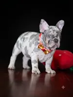 Exquisite Blue Merle French Bulldog Female Puppy, a  French Bulldog for sale in Cumming, GA – 5 of 6