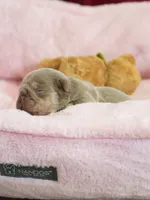 AKC Registered Isabella Tan Male French Bulldog Puppy   , a male French Bulldog for sale in Cumming, GA – 6 of 9