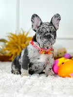 Male Blue Merle – Born on June 23, 2026 – AKC Registered, a male French Bulldog for sale in Cumming, GA – 7 of 10