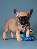 Male Fawn – Born on May 22, 2026, a male French Bulldog for sale in Cumming, GA – 3 of 5