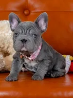 Stunning AKC Solid Blue Female Frenchie – Ready for Her New Home, a female French Bulldog for sale in Cumming, GA – 3 of 7