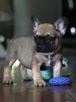 Fawn Male French Bulldog born on May 22, 2026, a male French Bulldog for sale in Cumming, GA – 7 of 10