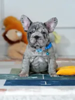 Male Blue Merle – Born on June 24, 2026 – AKC Registered, a male French Bulldog for sale in Cumming, GA – 2 of 10