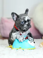 Our 4th of July Blue Merle Boy is Looking for a Home! 🇺🇸🐾, a male French Bulldog for sale in Cumming, GA – 2 of 10