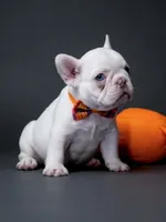 Female Platinum – Born on June 09, 2026, a female French Bulldog for sale in Cumming, GA – 6 of 6