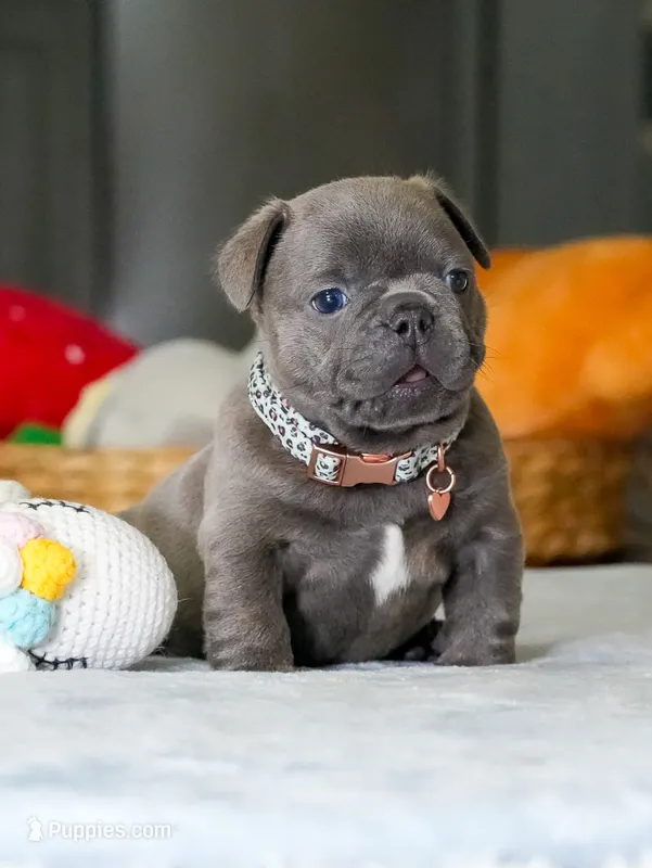 Male Blue – Born on June 22, 2026 – AKC Registered – French Bulldog puppy for sale in Cumming, GA
