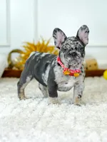 Male Blue Merle – Born on June 23, 2026 – AKC Registered, a male French Bulldog for sale in Cumming, GA – 10 of 10