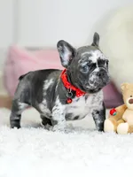 Our 4th of July Blue Merle Boy is Looking for a Home! 🇺🇸🐾, a male French Bulldog for sale in Cumming, GA – 7 of 10