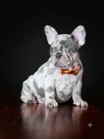 Exquisite Blue Merle French Bulldog Female Puppy, a  French Bulldog for sale in Cumming, GA – 3 of 6
