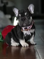 Female Chocolate Tan DOB 05.22.2026 | French bulldog puppy, a female French Bulldog for sale in Cumming, GA – 3 of 10