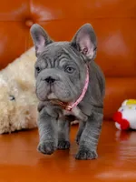 Stunning AKC Solid Blue Female Frenchie – Ready for Her New Home, a female French Bulldog for sale in Cumming, GA – 7 of 7