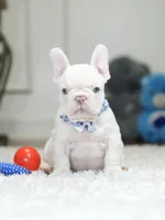 Stunning Male Platinum Frenchie! DOB: 06/23/2026., a male French Bulldog for sale in Cumming, GA – 7 of 10