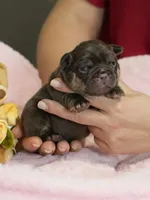 Female Chocolate Tan – Born on September 24, 2026 – AKC Registered, a female French Bulldog for sale in Cumming, GA – 6 of 9