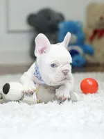 Stunning Male Platinum Frenchie! DOB: 06/23/2026., a male French Bulldog for sale in Cumming, GA – 6 of 10
