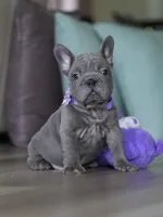 Handsome Male Blue Frenchie! Available for $3,000. DOB: 06/24/2026., a male French Bulldog for sale in Cumming, GA – 9 of 9