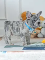 Male Blue Merle – Born on June 24, 2026 – AKC Registered, a male French Bulldog for sale in Cumming, GA – 8 of 10