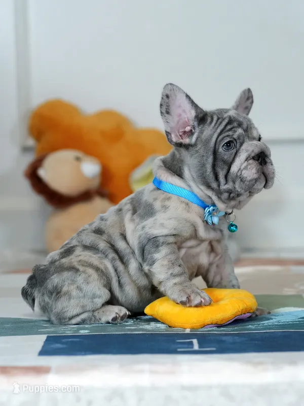 Male Blue Merle – Born on June 24, 2026 – AKC Registered – French Bulldog puppy for sale in Cumming, GA