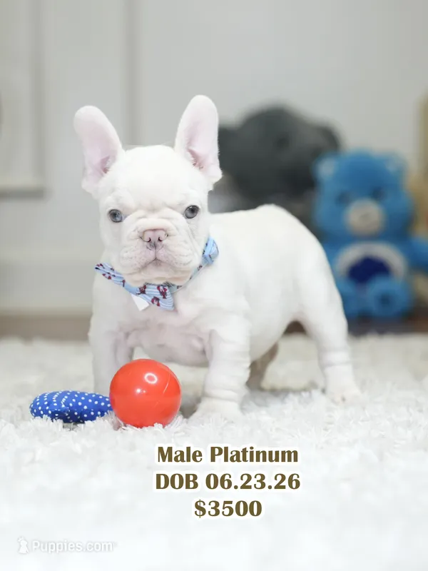 Stunning Male Platinum Frenchie! DOB: 06/23/2026. – French Bulldog puppy for sale in Cumming, GA