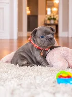 AKC Registered Blue Female French Bulldog Puppy – Ready November 6, a female French Bulldog for sale in Cumming, GA – 2 of 7