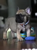 Fawn Male French Bulldog born on May 22, 2026, a male French Bulldog for sale in Cumming, GA – 10 of 10