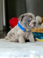 Male Blue Merle – Born on June 24, 2026 – AKC Registered, a male French Bulldog for sale in Cumming, GA – 3 of 8
