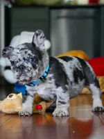 Male Blue Merle – Born on June 23, 2026 – AKC Registered, a male French Bulldog for sale in Cumming, GA – 8 of 8