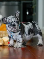 Male Blue Merle – Born on June 23, 2026 – AKC Registered, a male French Bulldog for sale in Cumming, GA – 5 of 8