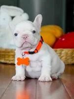 Male Platinum- Born on June 23, 2026 – AKC Registered, a male French Bulldog for sale in Cumming, GA – 10 of 10