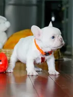 Male Platinum- Born on June 23, 2026 – AKC Registered, a male French Bulldog for sale in Cumming, GA – 2 of 10