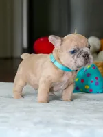 Male Fawn Merle – Born on June 24, 2026 – AKC Registered, a male French Bulldog for sale in Cumming, GA – 7 of 9