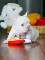 Male Platinum- Born on June 23, 2026 – AKC Registered, a male French Bulldog for sale in Cumming, GA – 7 of 10