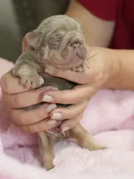 AKC Registered Isabella Tan Male French Bulldog Puppy   , a male French Bulldog for sale in Cumming, GA – 5 of 9