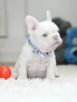 Stunning Male Platinum Frenchie! DOB: 06/23/2026., a male French Bulldog for sale in Cumming, GA – 3 of 10