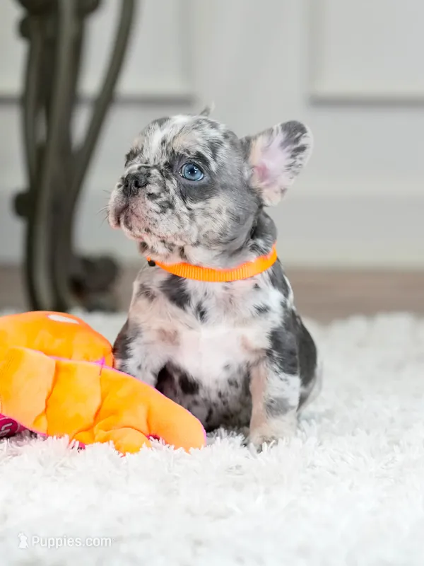 Meet Our Handsome Blue Merle Boy! 💙 – French Bulldog puppy for sale in Cumming, GA