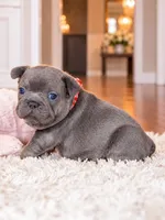 AKC Registered Blue Female French Bulldog Puppy – Ready November 6, a female French Bulldog for sale in Cumming, GA – 5 of 7