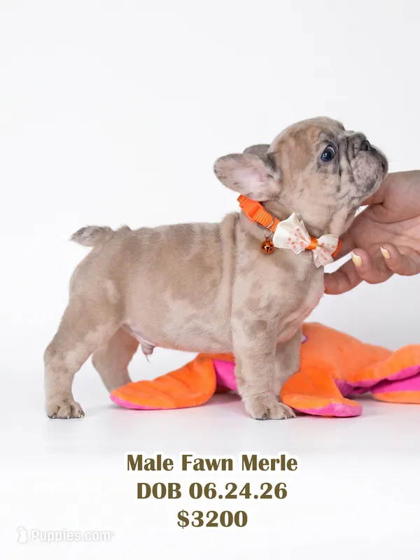 Male Fawn Merle – Born on June 24, 2026 – AKC Registered – French Bulldog puppy for sale in Cumming, GA