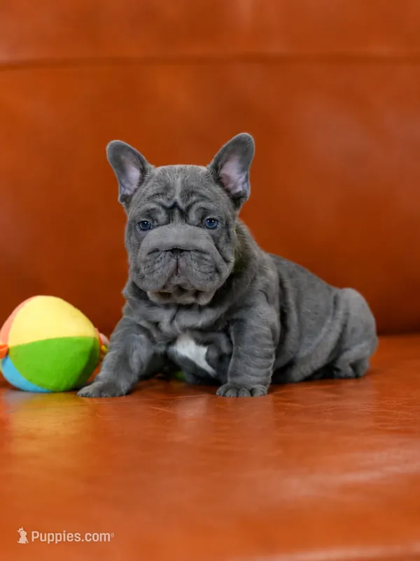 AKC Registered Solid Blue Male French Bulldog Puppy – Ready November 6 – French Bulldog puppy for sale in Cumming, GA