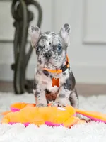 Meet Our Handsome Blue Merle Boy! 💙, a male French Bulldog for sale in Cumming, GA – 4 of 8