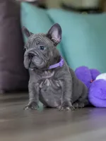 Handsome Male Blue Frenchie! Available for $3,000. DOB: 06/24/2026., a male French Bulldog for sale in Cumming, GA – 2 of 9