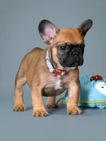 Male Fawn – Born on May 22, 2026, a male French Bulldog for sale in Cumming, GA – 4 of 5