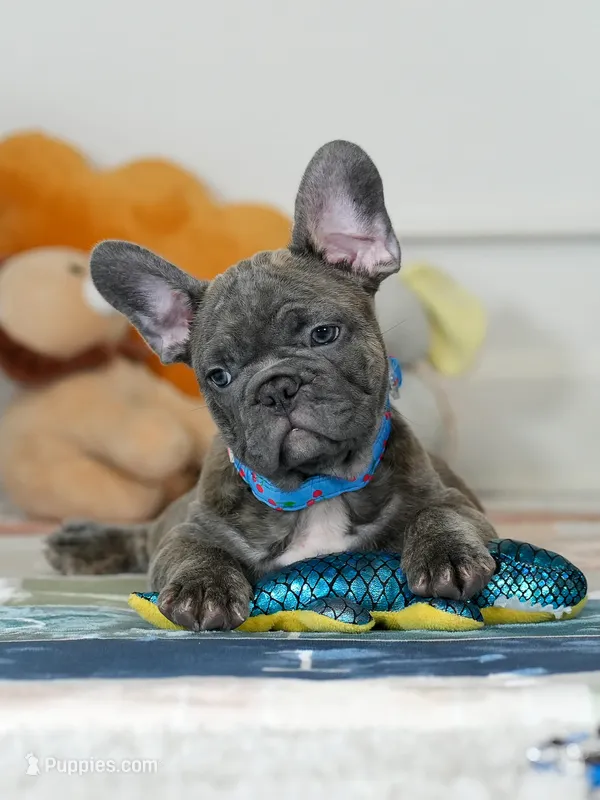 Stunning Blue Brindle Boy Looking for a Home! 💙 – French Bulldog puppy for sale in Cumming, GA