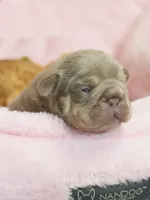 AKC Registered Isabella Tan Male French Bulldog Puppy   , a male French Bulldog for sale in Cumming, GA – 2 of 9