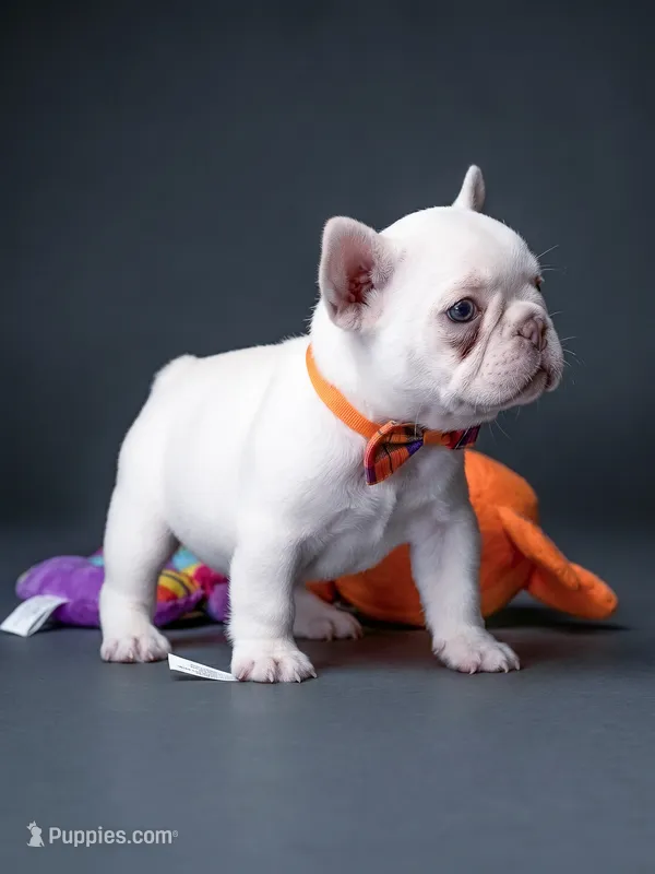 Female Platinum – Born on June 09, 2026 – French Bulldog puppy for sale in Cumming, GA