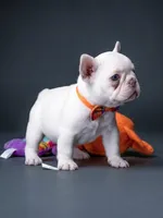 Female Platinum – Born on June 09, 2026, a female French Bulldog for sale in Cumming, GA – 1 of 6