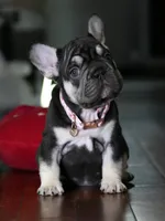 Female Chocolate Tan DOB 05.22.2026 | French bulldog puppy, a female French Bulldog for sale in Cumming, GA – 9 of 10