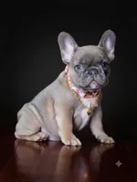 Adorable Fawn French Bulldog Female Puppy , a female French Bulldog for sale in Cumming, GA – 2 of 4