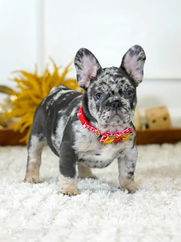 Male Blue Merle – Born on June 23, 2026 – AKC Registered – French Bulldog puppy for sale in Cumming, GA